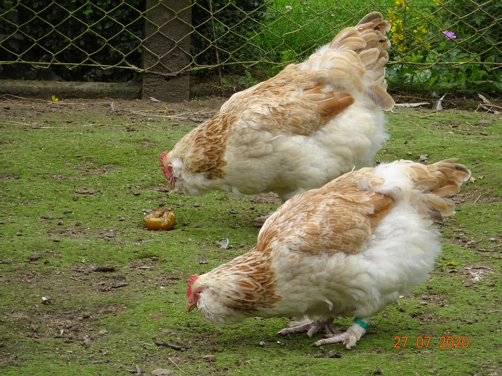 Deutsche Lachsh&uuml;hner, 27.07.2020