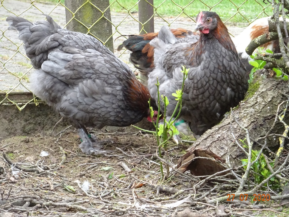 Maran blau kupfer Junghennen, 27.07.2020