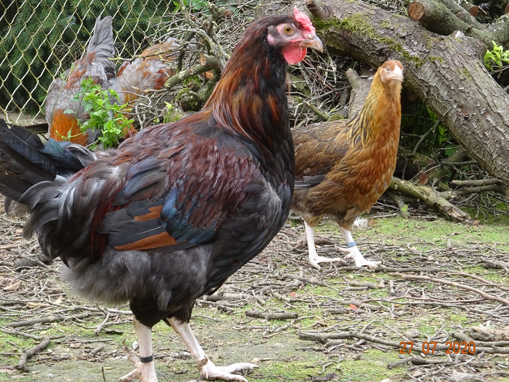 Dorking, Junghahn gold wildfarbig & Junghenne goldhalsig mit Rosenkamm, 27.07.2020