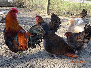 Rosenk&auml;mmige Dorking, Hahn 4,40kg Hennen3,00kg-3,50kg schwer. Februar 2018