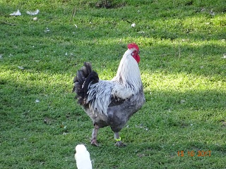 Maran blau-silber Junghahn vom Fr&uuml;hjahr 2017