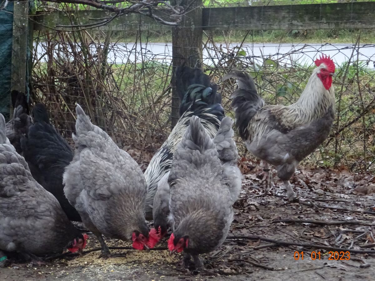 Maran blau silber Zuchtstamm 2, 01.01.2023