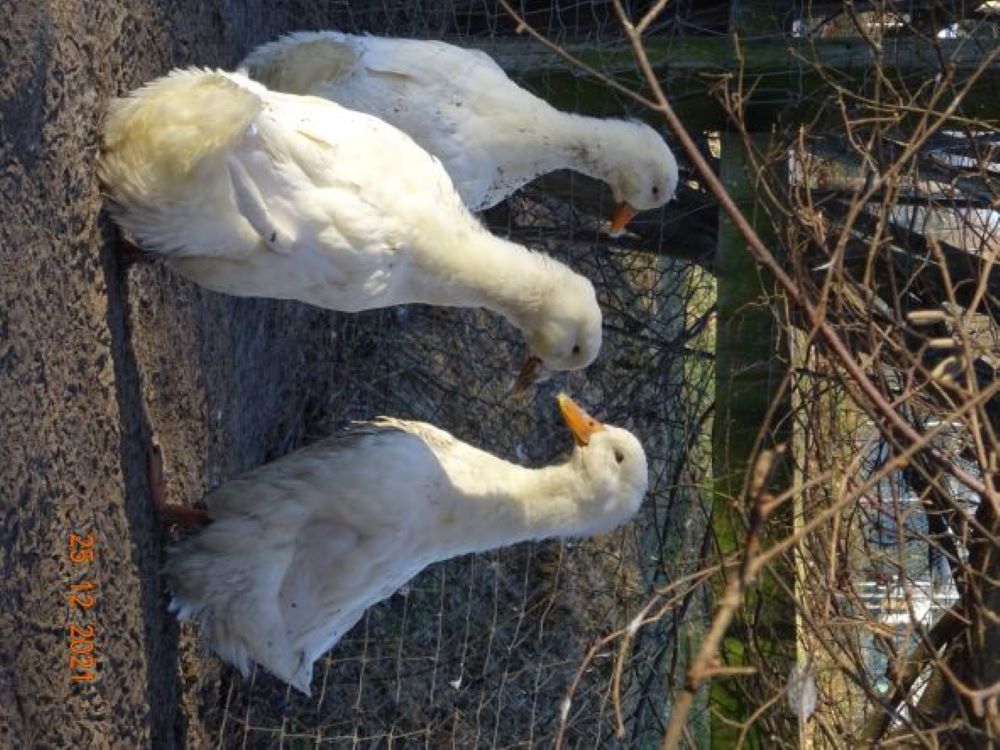 Deutsche Pekingenten, 25.12.2021