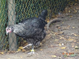 Maran schwarz-silber Junghenne 18.10.2017