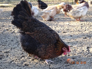 Dorking Henne mit Rosenkamm, gold-wildfarbig 2 Jahre alt. 07.03.18