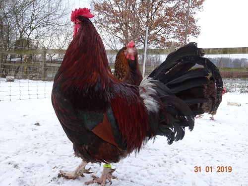 Dorking gold wildfarbig mit Rosenkamm, 31.01.2019