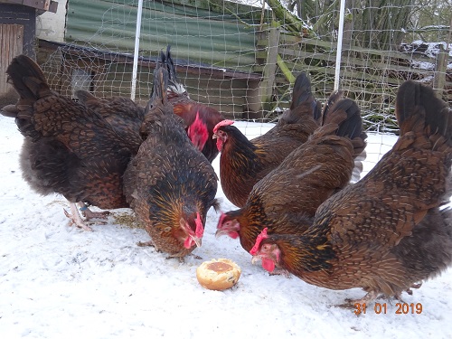 Dorking gold wildfarbig mit Rosenkamm, 31.01.2019