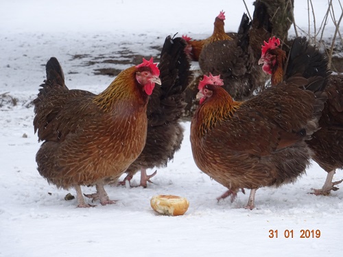 Dorking goldhalsig 4, 31.01.2019