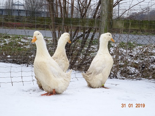 Deutsche Pekingenten, Zuchtstamm 2. 31.01.2019