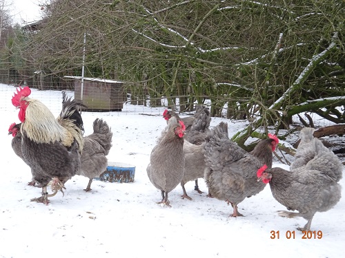 Maran blau silber 31.01.2019