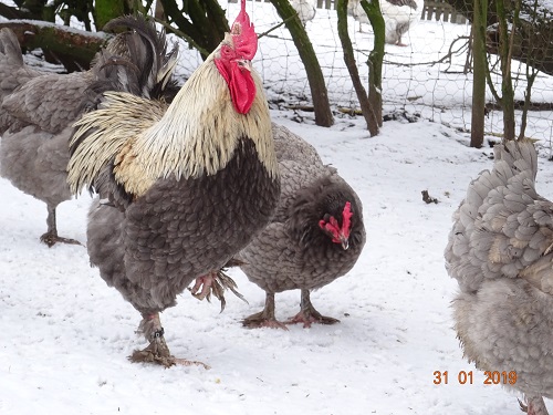 Maran blau silber 31.01.2019