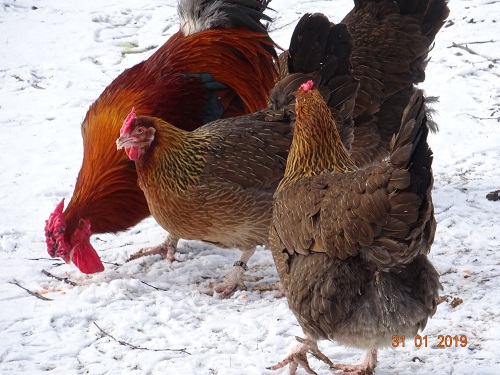 Dorking goldhalsig mit Rosenkamm, 31.01.2019