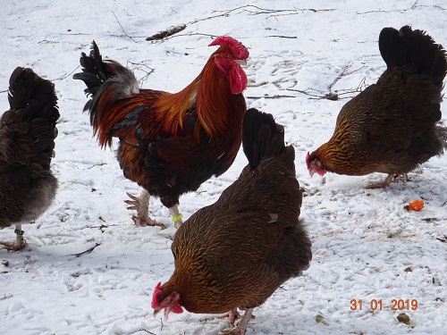 Dorking goldhalsig mit Rosenkamm, 31.01.2019