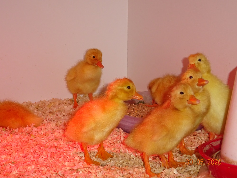 Deutsche Pekingenten K&uuml;ken