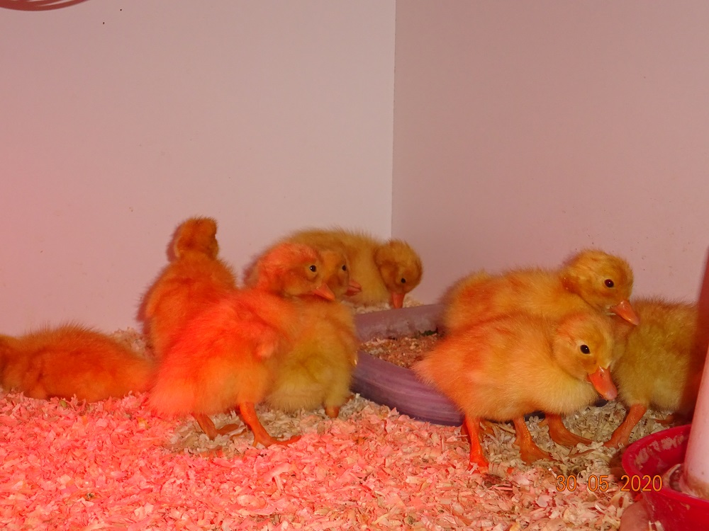 Deutsche Pekingenten K&uuml;ken, 30.05.2020