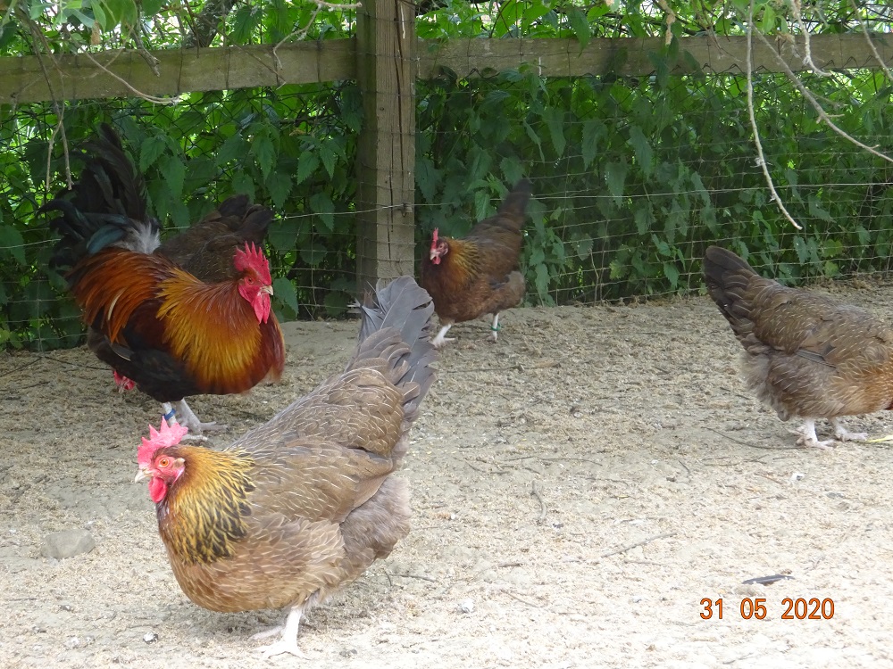 Dorking goldhalsig Bruteier abzugeben, 31.05.2020