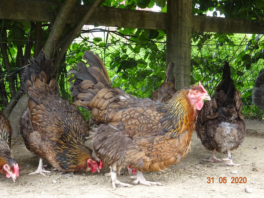 Dorking mit Rosenkamm Bruteier abzugeben, 31.05.2020
