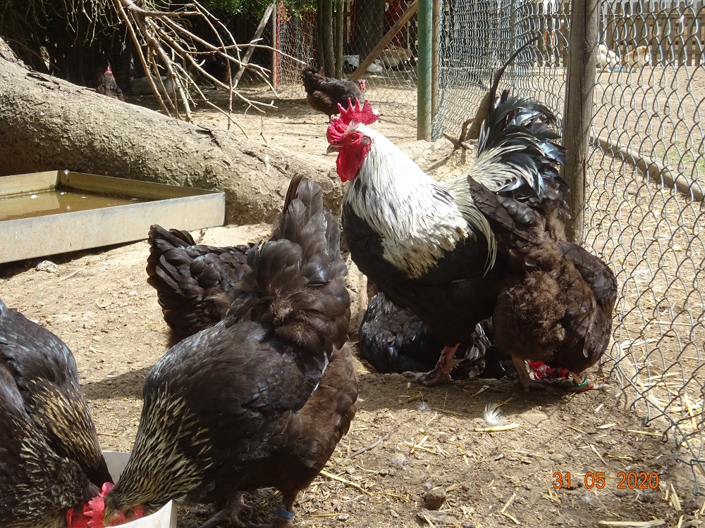 Maran schwarz silber Bruteier abzugeben, 31.05.2020