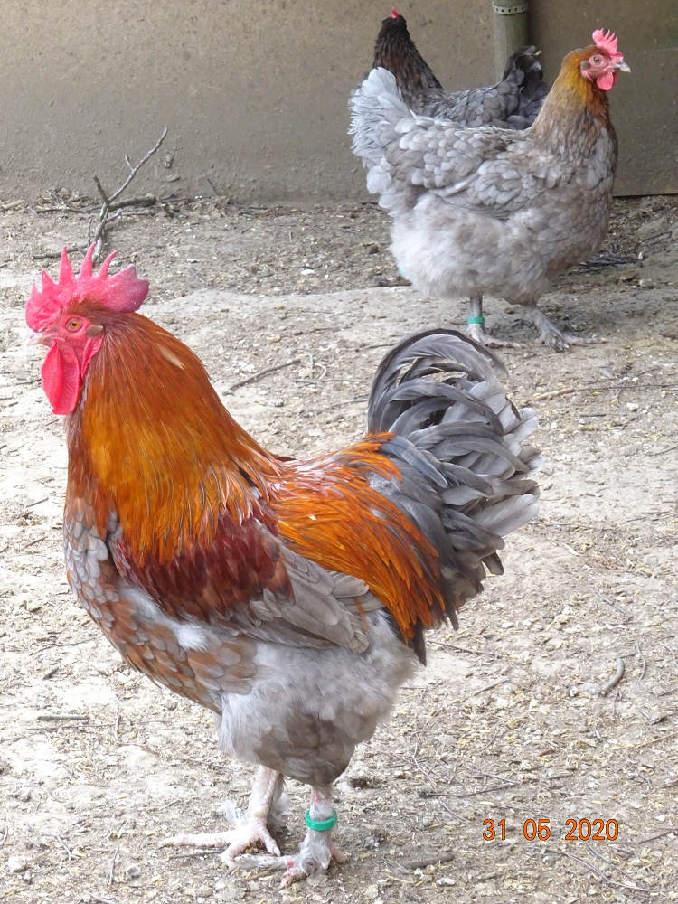 Maran blau kupfer Bruteier abzugeben, 31.05.2020