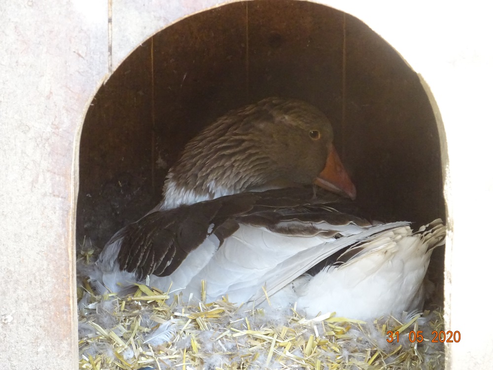 Gescheckte Pommerngans am br&uuml;ten, 31.05.2020