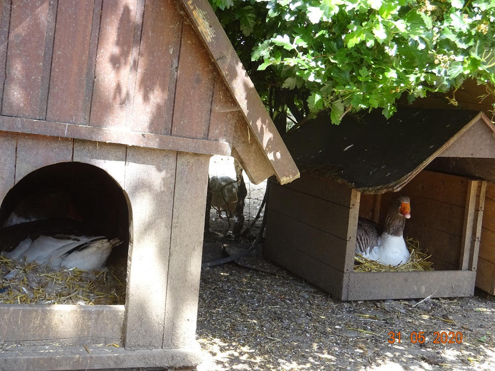Gescheckte Pommerng&auml;nse am br&uuml;ten, die rechts ist 18 Jahre alt und br&uuml;tet jedes Jahr. 31.05.2020