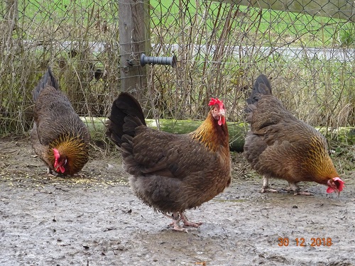 Dorking goldhalsig, 30.12.2018