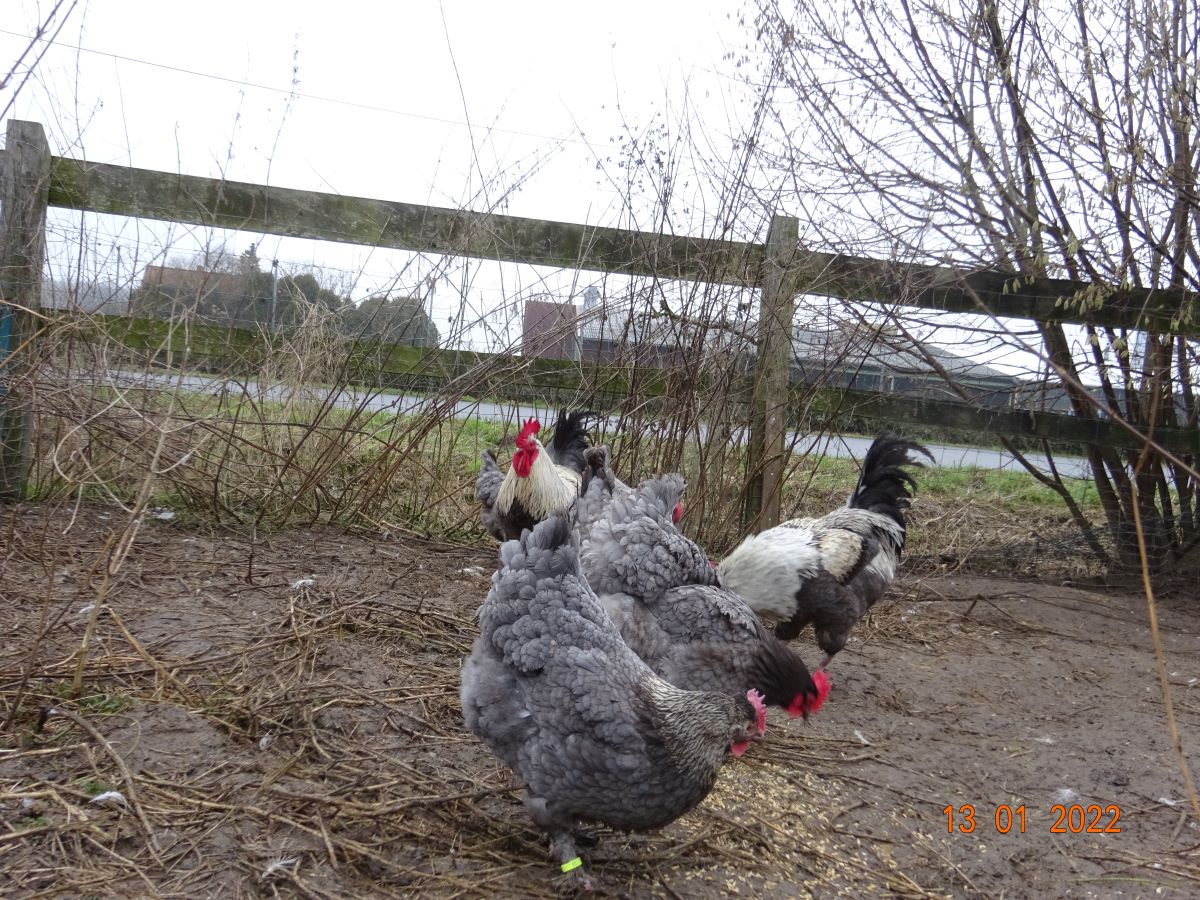 Maran blau silber Zuchtstamm, 16.01.2022