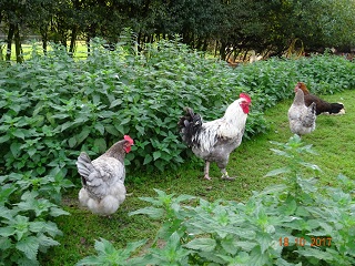 Marans blau-silber Jungtiere vom Fr&uuml;hjahr 2017