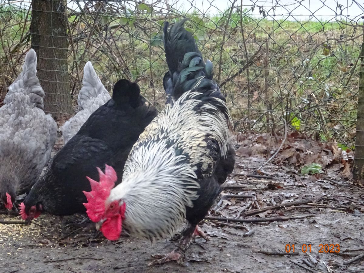 Maran schwarz silber, 01.01.2023