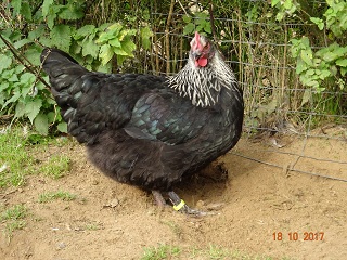 Maran schwarz-silber Junghenne 18.10.2017