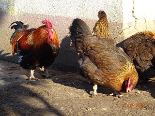 Unser Don..wird dieses Jahr, 8 Jahre alt. Er ist noch fit und ist der Urvater unsrer Dorkingzucht. Februar 2018