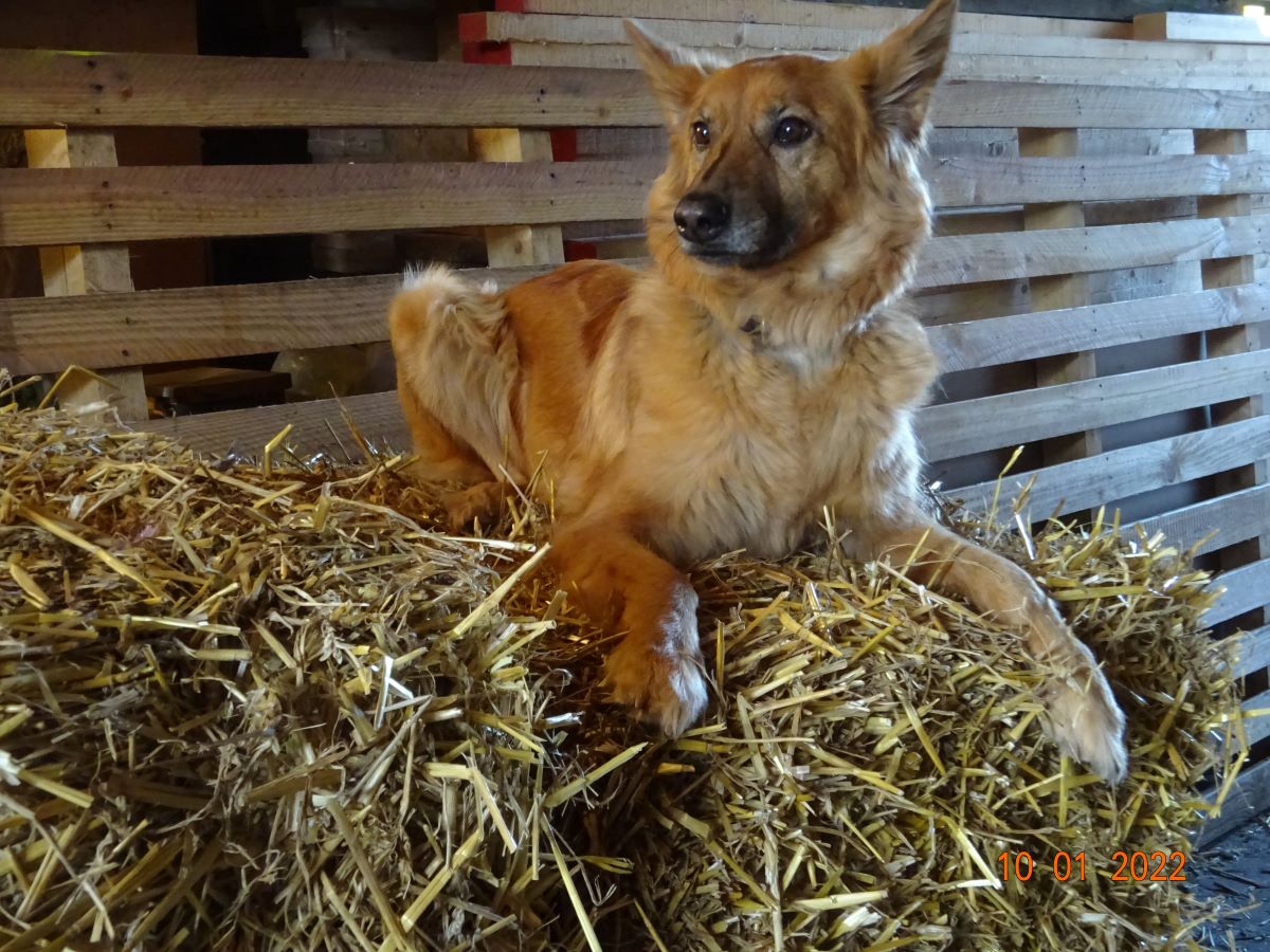 Harzer Fuchs auf seinem Lieblingsplatz, hat alles im Blick. 16.01.2022