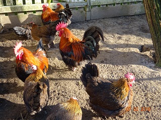 Don mit seinen Enkel und Urenkel.
goldhalsige Dorking, Februar 2018