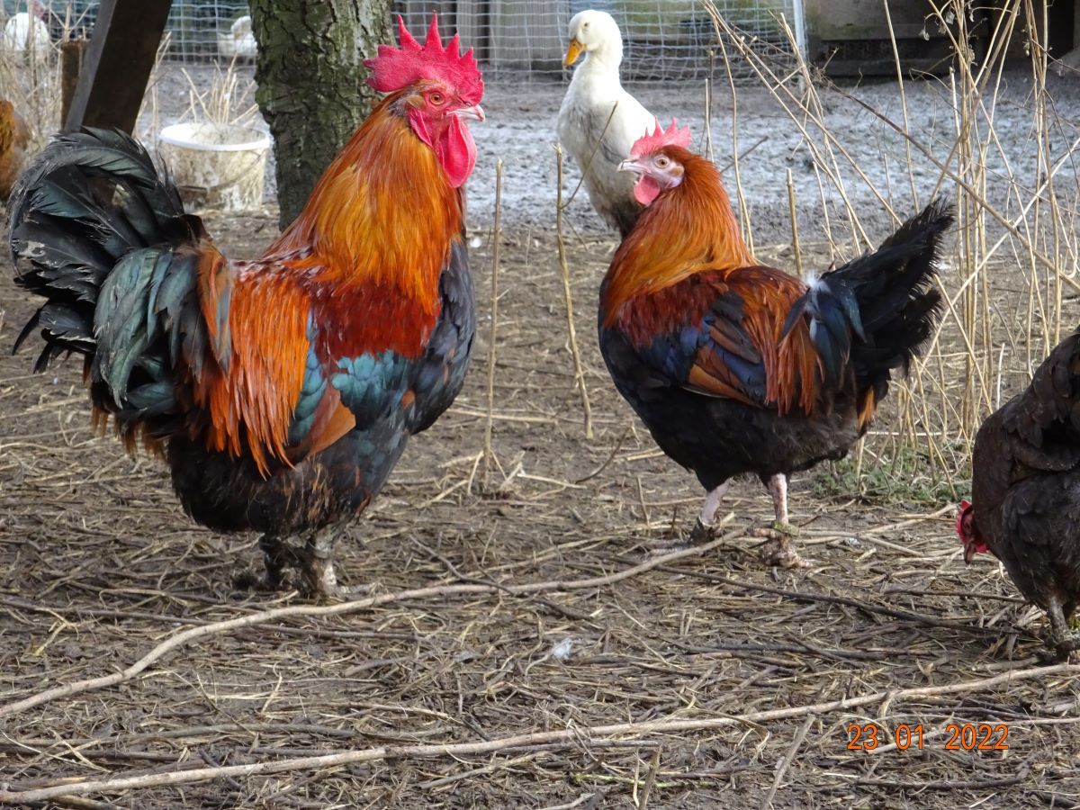 Dorking goldhalsig, Alt & Jundhahn 23.01.2022