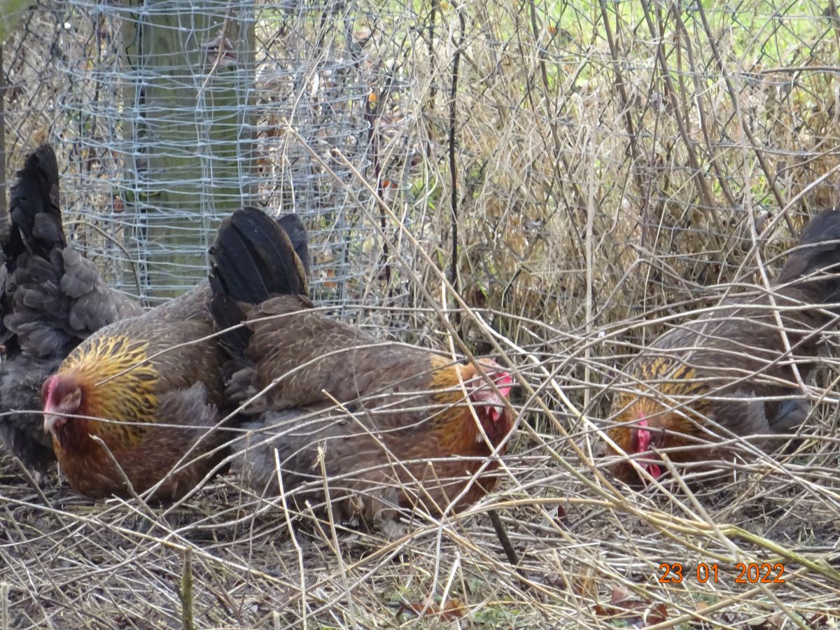 Dorking goldhalsig, 23.01.2022