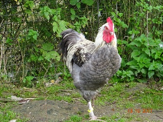 Maran blau-silber Junghahn vom Fr&uuml;hjahr 2017