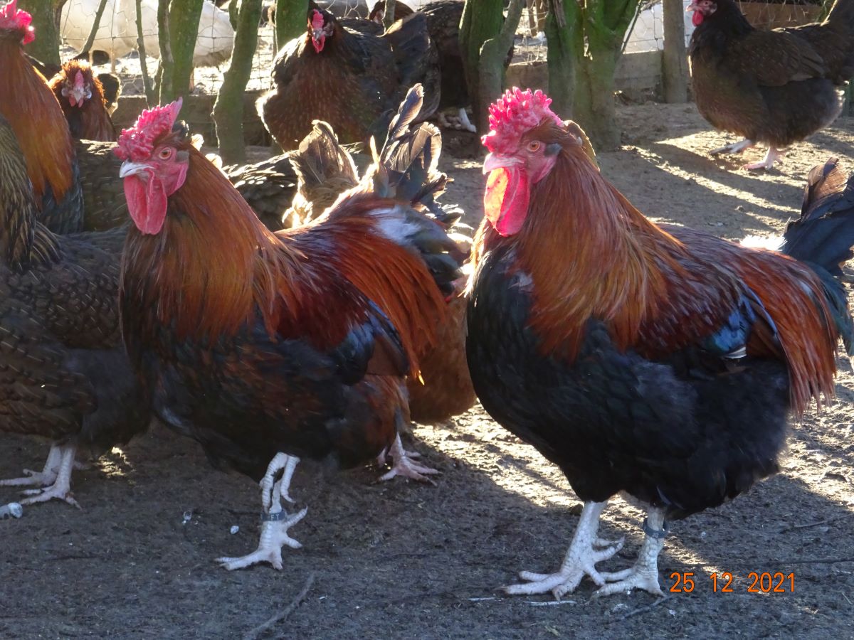 Dorking goldhalsig mit Rosenkamm, 25.12.2021