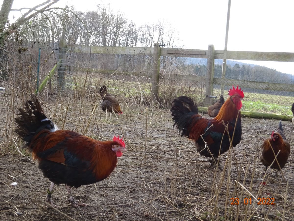 Dorking goldhalsig, 23.01.2022