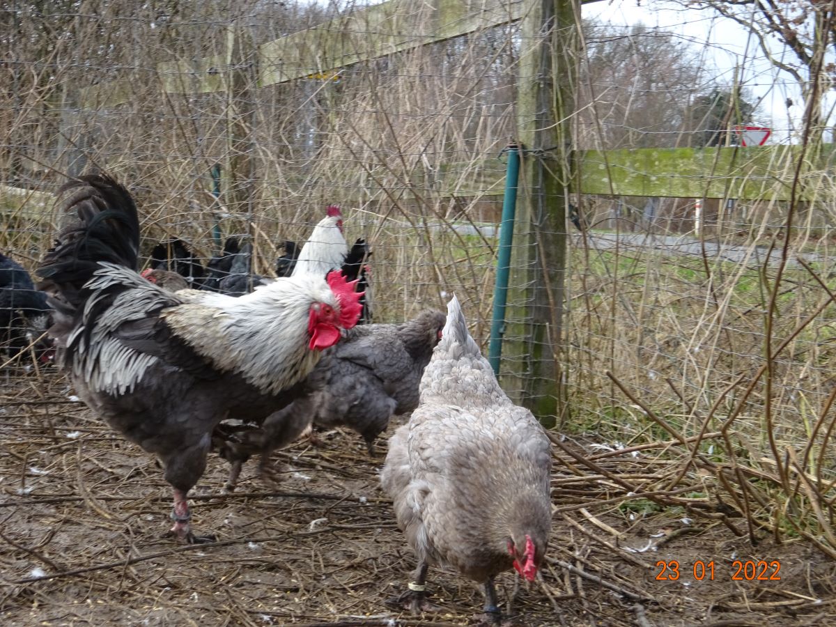 Maran blau silber, 23.01.2022