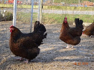 Rosenk&auml;mmige Dorkinghenne, knapp 3 Jahre alt und 3,50kg schwer. Februar 2018