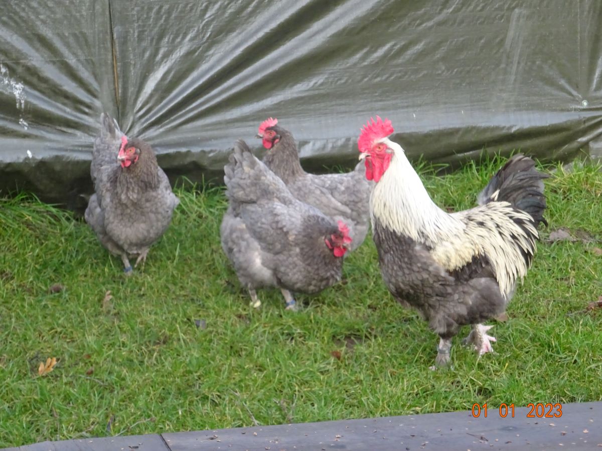 Maran blau silber Zuchtstamm 1,  01.01.2023