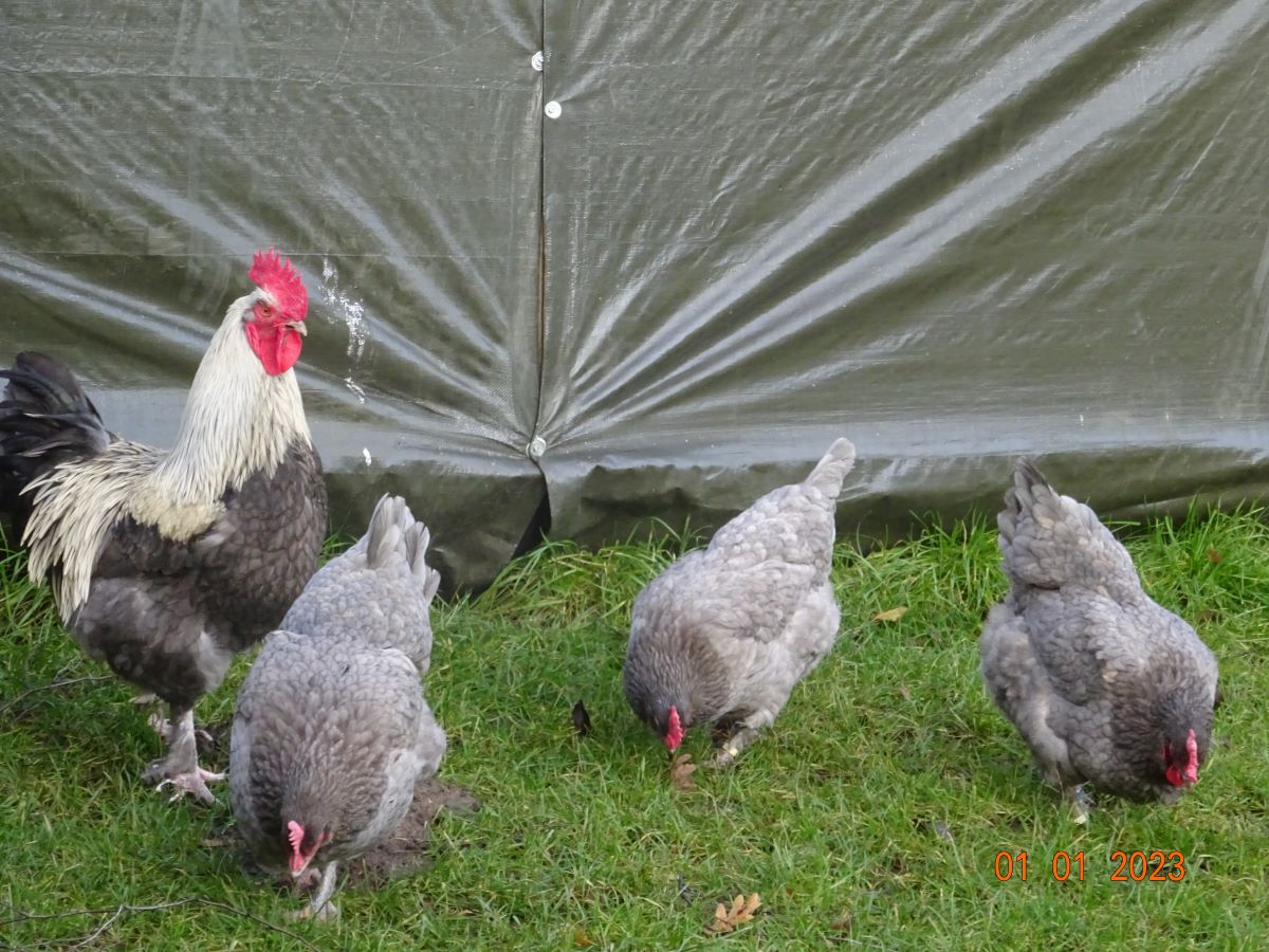 Maran blau silber Zuchtstamm 1, 01.01.2023