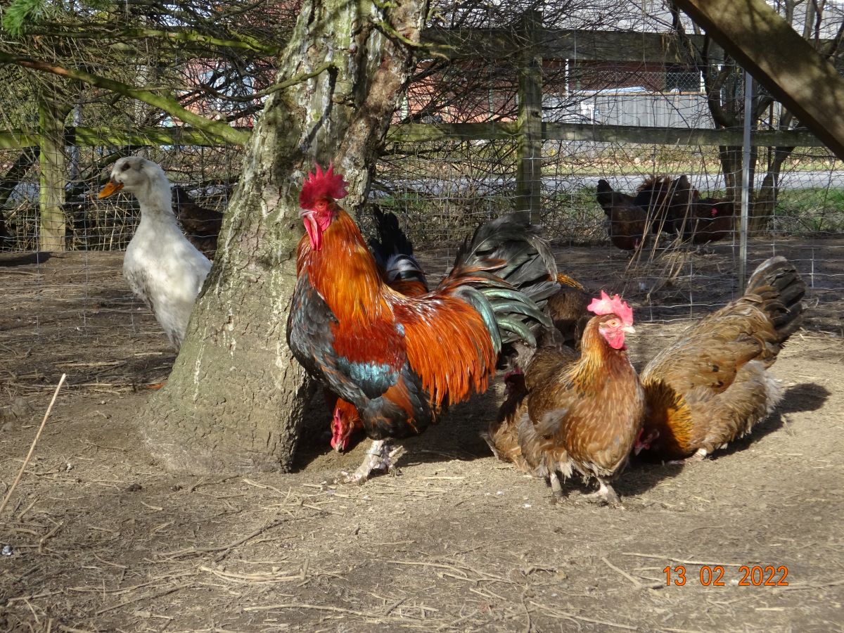 Dorking goldhalsig, 13.02.2022