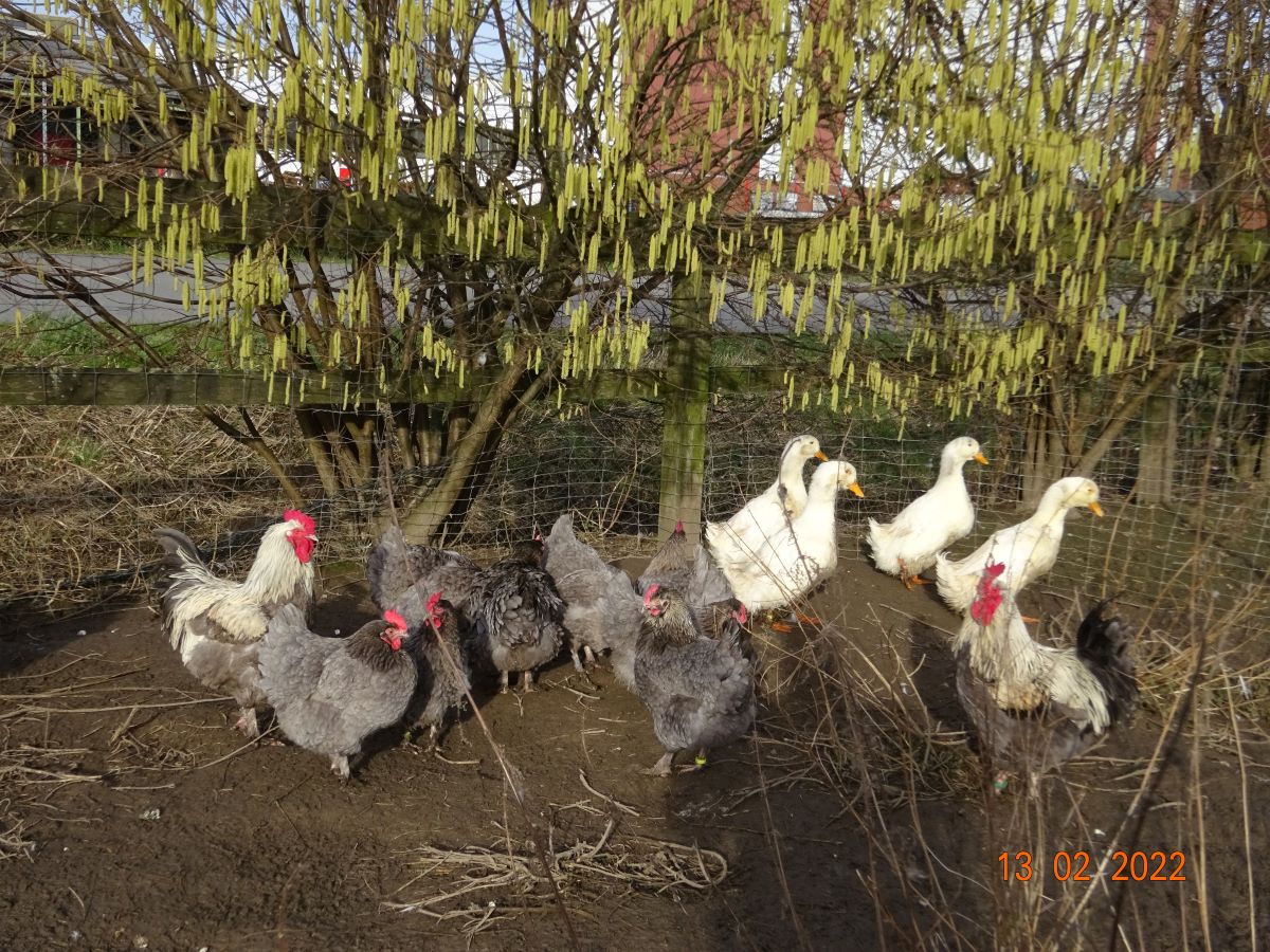 Maran blau silber & Deutsche Pekingenten, 13.02.2022