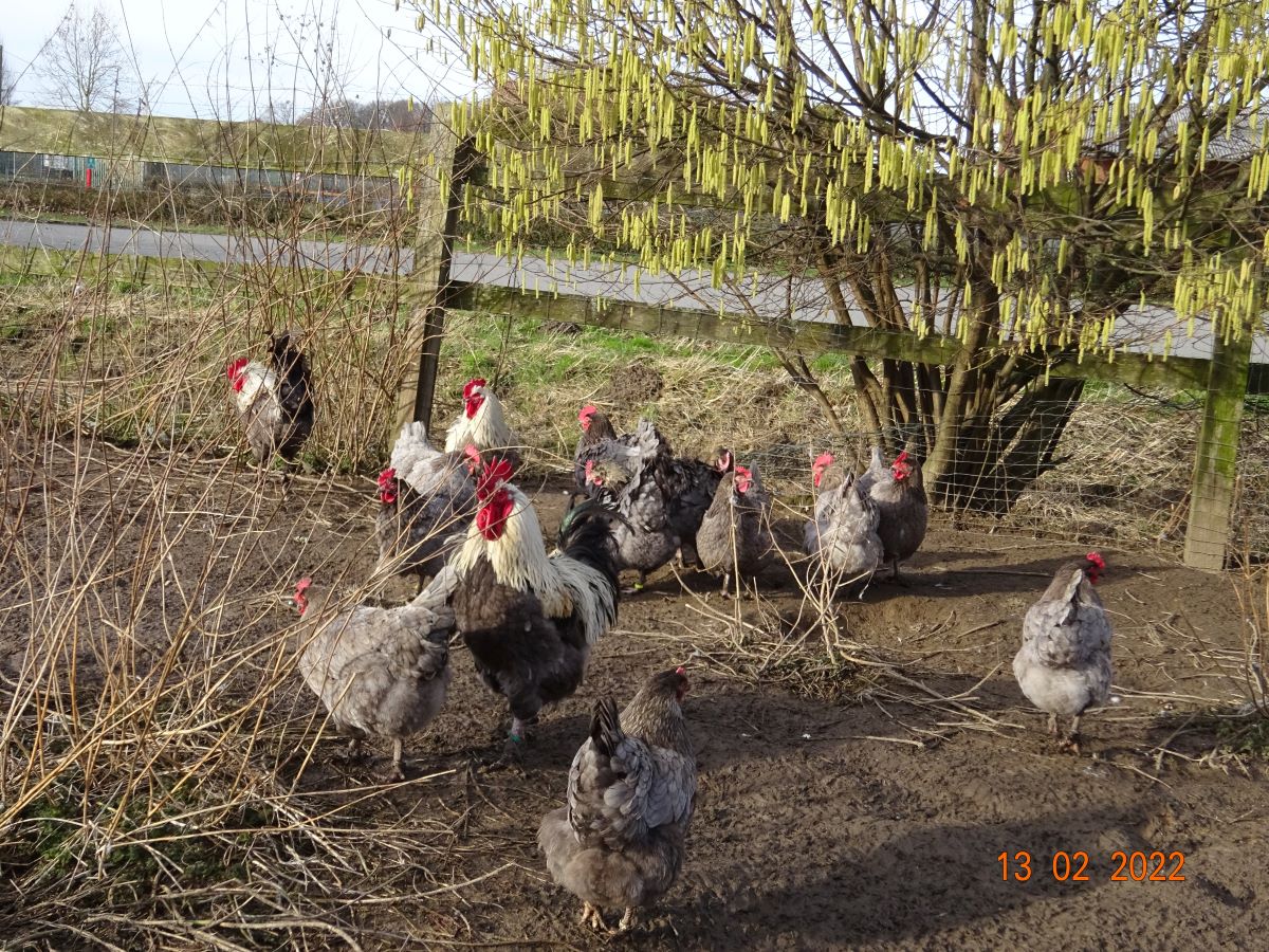 Maran blau silber, 13.02.2022