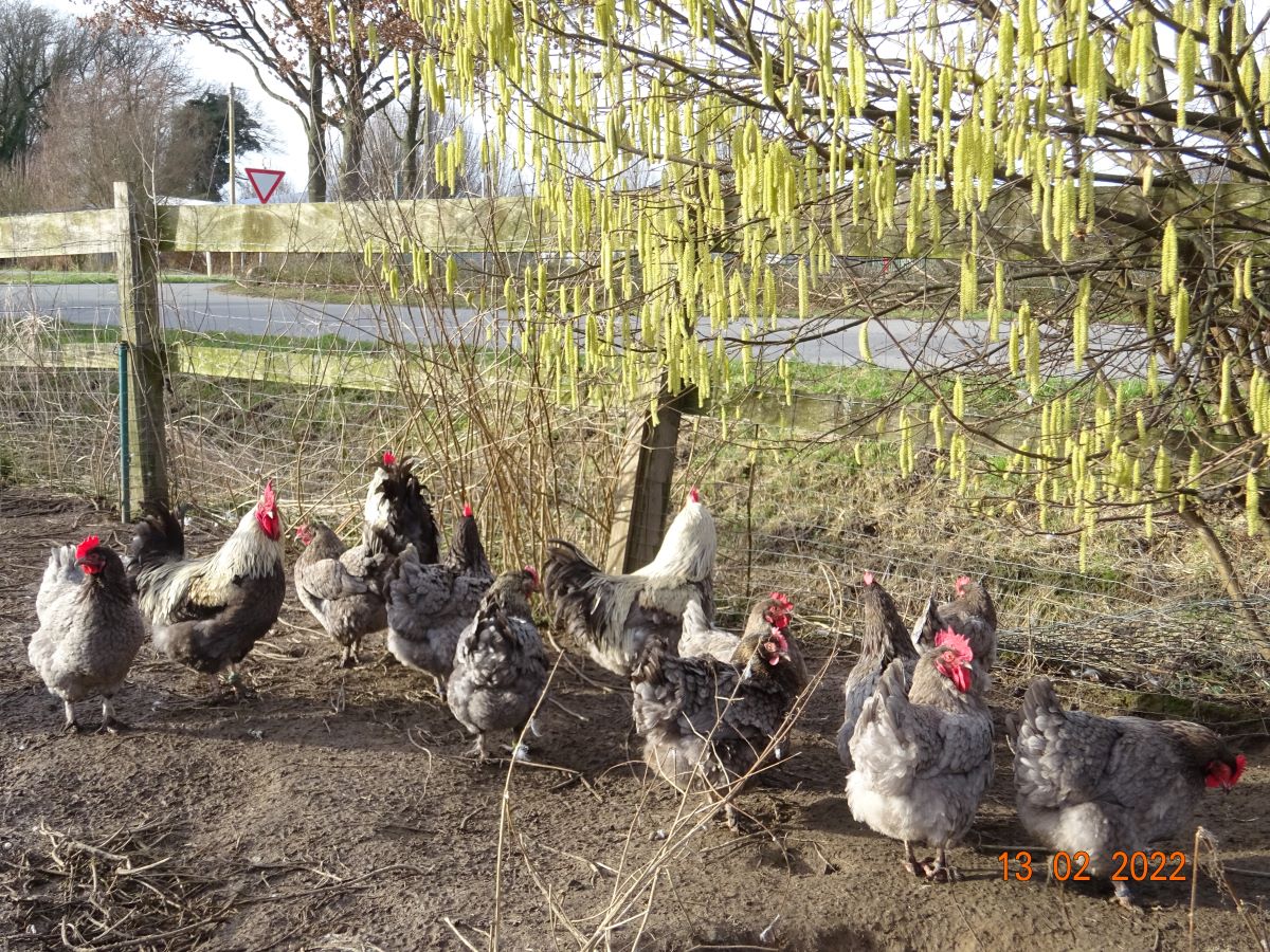 Maran blau silber, 13.02.2022