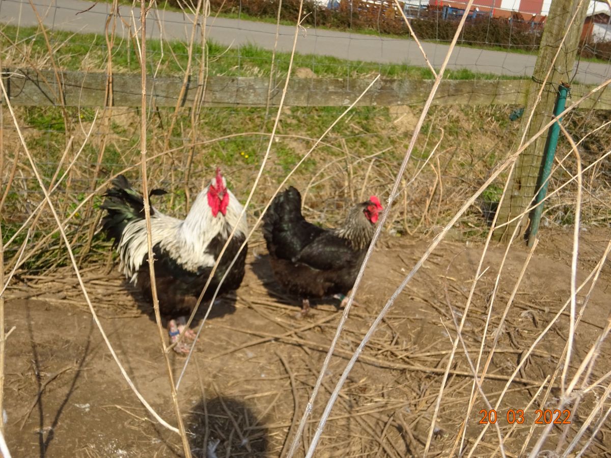 Maran schwarz silber. 20.03.2022