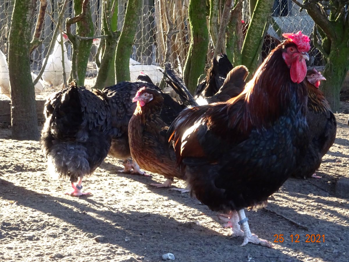 Dorking gold-wildfarbig mit Rosenkamm, 25.12.2021