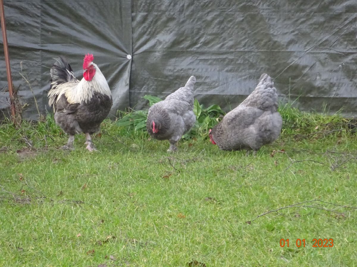 Maran blau silber Zuchtstamm 1, 01.01.2023