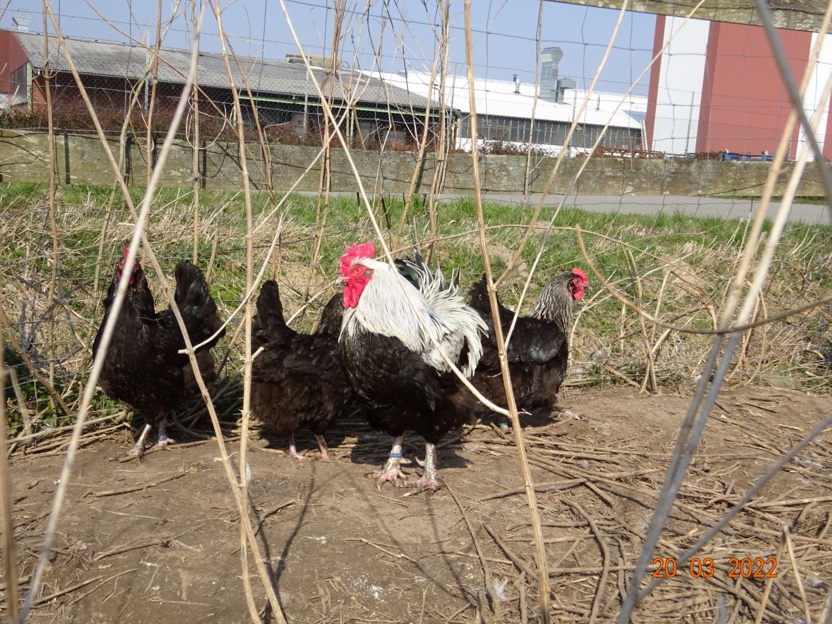 Maran schwarz silber. 20.03.2022